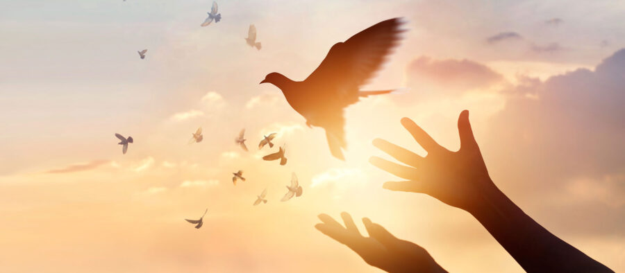 Taube die in den Himmel fliegt, zwei Hände die sich ausstrecken