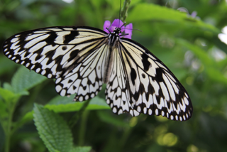 schwarz-weisser Schmetterling sitzt auf einer violetten Blume.
