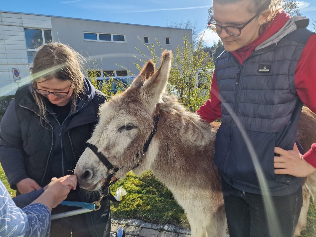 In der Mitte ist ein Esel. Der Esel schaut freundlich. Sein Fell ist gemischt farben: am Kopf mehr weiss, aber auch grau und braun. Links und rechts vorne neben ihm stehen zwei Menschen. Sie sind nah am Esel und schauen freundlich auf zwei Hände von zwei anderen Menschen. Eine Hand hält eine andere. Der Esel berührt mit der Nase die Hände. Ein Lichtstrahl verbindet alle miteinander.