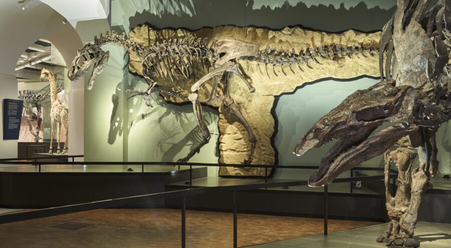 Auf dem Bild sind zwei Dinosaurier Skelette zu sehen, die im Museum ausgestellt sind. Vorne rechts steht ein bulliger auf vier Beinen gehender Stegosaurier. Der Stegosaurier hat im Vergleich zu seinem massigen Körper einen kleinen Kopf und grosse Platten, die auf seiner Wirbelsäule aufgereiht sind. Hinten links steht ein Allosaurus. Der Allosaurus ist Fleischfresser. Er geht auf zwei kräftigen Beinen und hat einen grossen schmalen Kopf mit spitzen Zähnen.